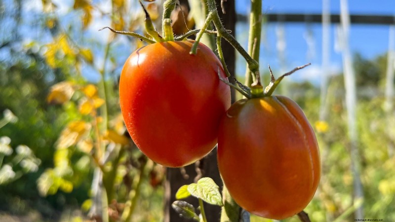 How to Plant, Grow, and Care for Roma Tomatoes: A Complete Guide