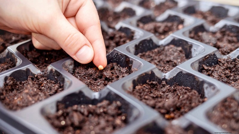 How to Plant, Grow, and Care for Roma Tomatoes: A Complete Guide