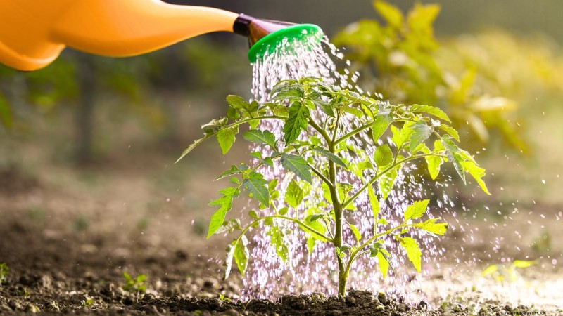 How to Plant, Grow, and Care for Roma Tomatoes: A Complete Guide