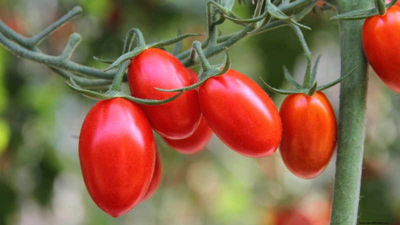 How to Plant, Grow, and Care for Roma Tomatoes: A Complete Guide