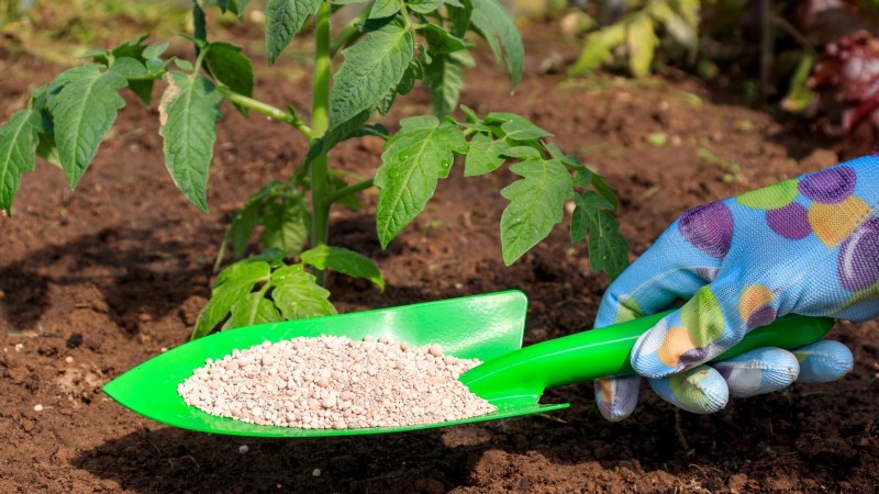 How to Plant, Grow, and Care for Roma Tomatoes: A Complete Guide