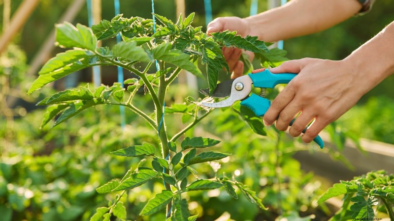 How to Plant, Grow, and Care for Roma Tomatoes: A Complete Guide