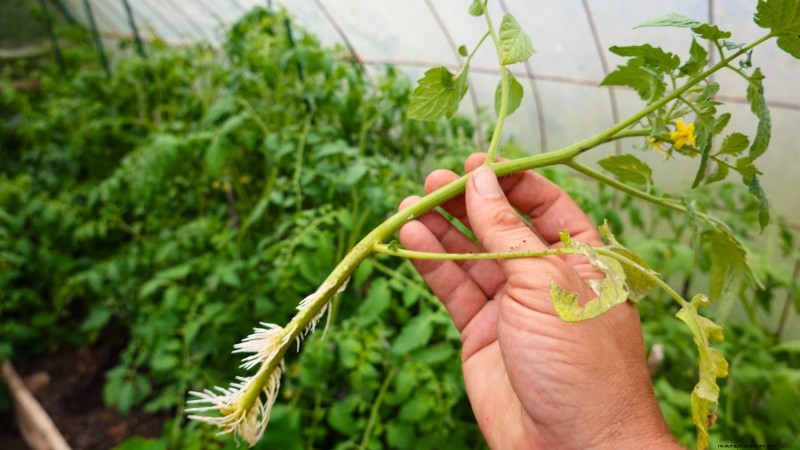 How to Plant, Grow, and Care for Roma Tomatoes: A Complete Guide