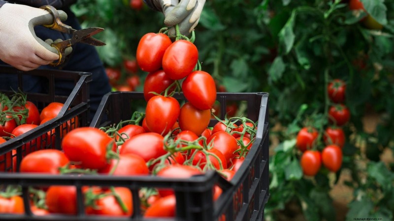 How to Plant, Grow, and Care for Roma Tomatoes: A Complete Guide