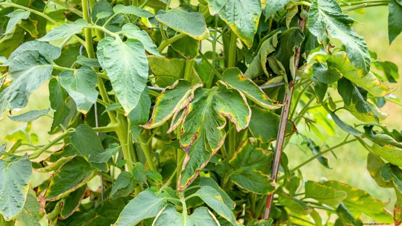 How to Plant, Grow, and Care for Roma Tomatoes: A Complete Guide
