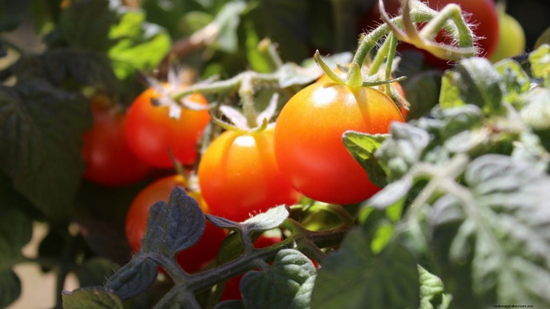 Top 9 Determinate Tomato Varieties for Every Garden