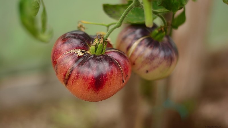 Top 9 Determinate Tomato Varieties for Every Garden