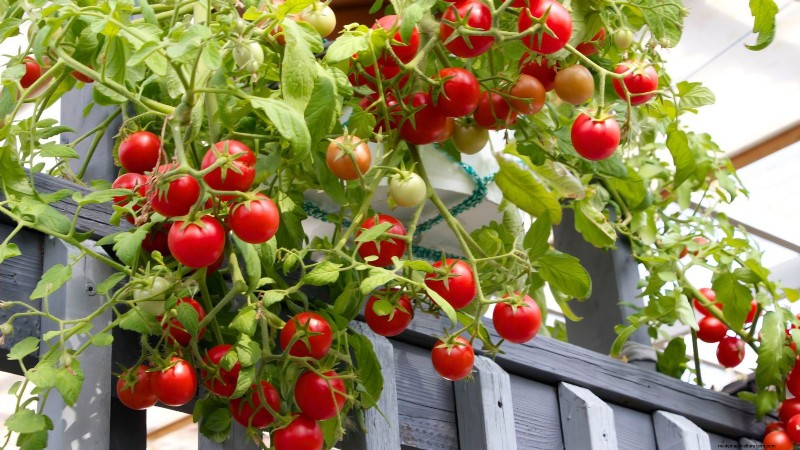 Top 9 Determinate Tomato Varieties for Every Garden