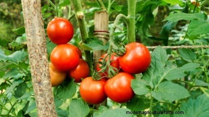 Moneymaker Tomatoes: Planting, Growing, and Care Tips for a Bountiful Harvest