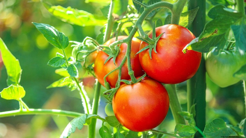Moneymaker Tomatoes: Planting, Growing, and Care Tips for a Bountiful Harvest