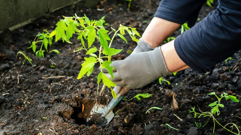 Moneymaker Tomatoes: Planting, Growing, and Care Tips for a Bountiful Harvest