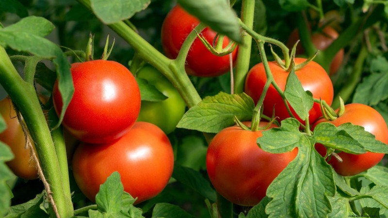 Moneymaker Tomatoes: Planting, Growing, and Care Tips for a Bountiful Harvest