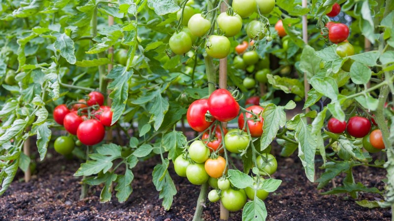 Moneymaker Tomatoes: Planting, Growing, and Care Tips for a Bountiful Harvest
