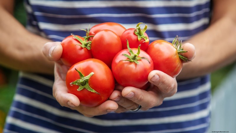 Moneymaker Tomatoes: Planting, Growing, and Care Tips for a Bountiful Harvest
