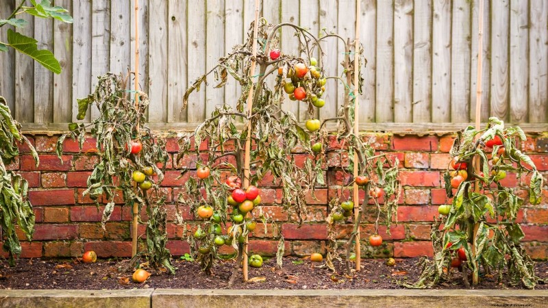 Moneymaker Tomatoes: Planting, Growing, and Care Tips for a Bountiful Harvest