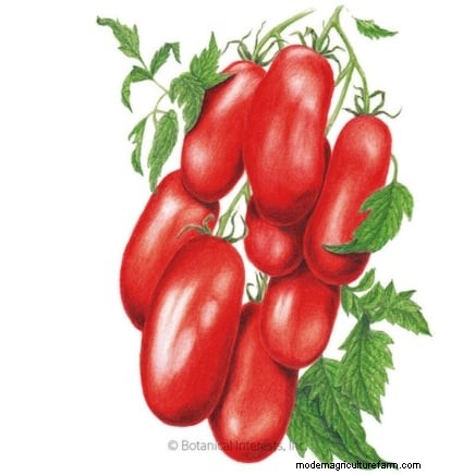 Top 13 Tomato Varieties for Rich, Flavorful Salsa