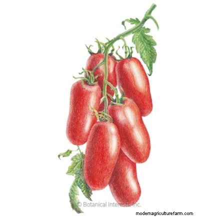 Top 13 Tomato Varieties for Rich, Flavorful Salsa