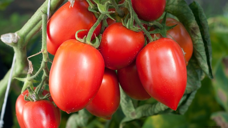 Top 13 Tomato Varieties for Rich, Flavorful Salsa