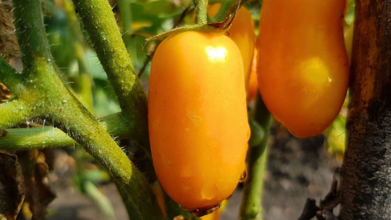 Top 13 Tomato Varieties for Rich, Flavorful Salsa