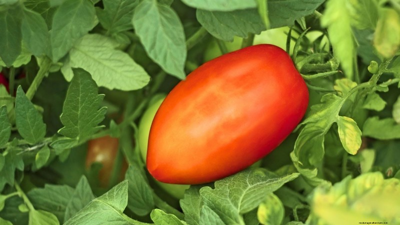 Top 13 Tomato Varieties for Rich, Flavorful Salsa