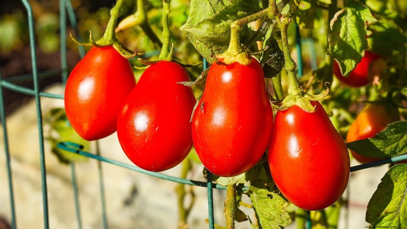 Top 13 Tomato Varieties for Rich, Flavorful Salsa
