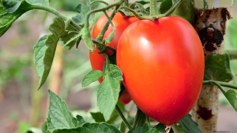 Top 13 Tomato Varieties for Rich, Flavorful Salsa