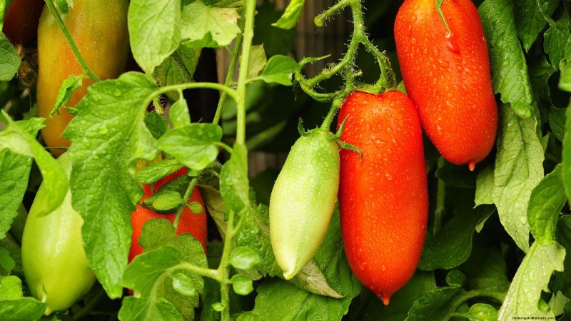 Top 13 Tomato Varieties for Rich, Flavorful Salsa
