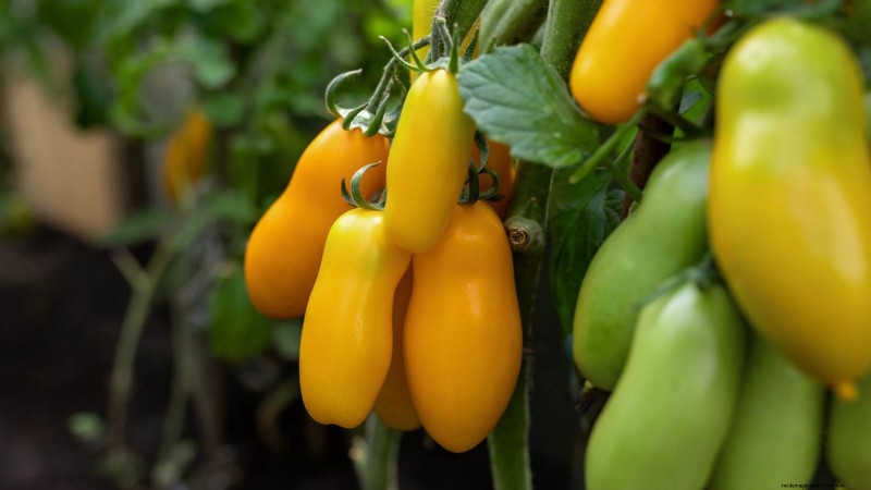 Top 13 Tomato Varieties for Rich, Flavorful Salsa