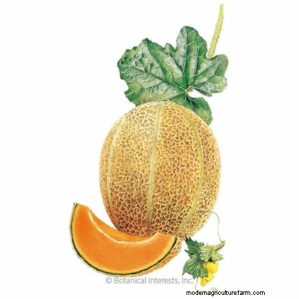 Proven Strategies for Growing Massive, Juicy Melons