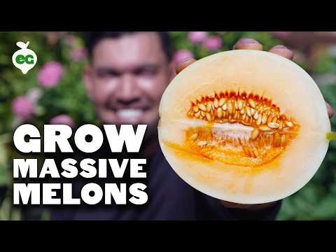 Proven Strategies for Growing Massive, Juicy Melons