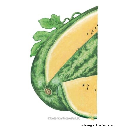 Proven Strategies for Growing Massive, Juicy Melons