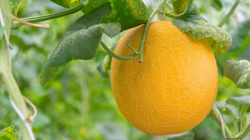 Proven Strategies for Growing Massive, Juicy Melons
