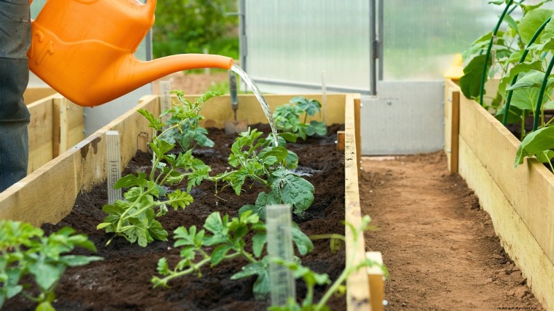 Proven Strategies for Growing Massive, Juicy Melons