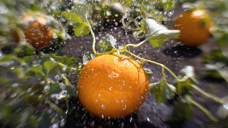 Proven Strategies for Growing Massive, Juicy Melons
