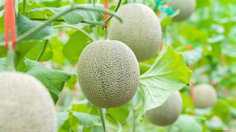 Proven Strategies for Growing Massive, Juicy Melons