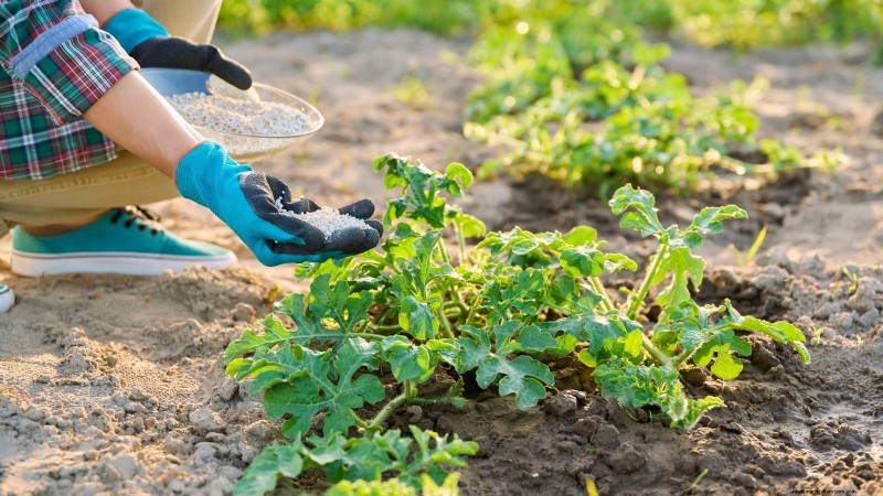 Proven Strategies for Growing Massive, Juicy Melons