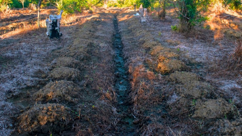 Proven Strategies for Growing Massive, Juicy Melons