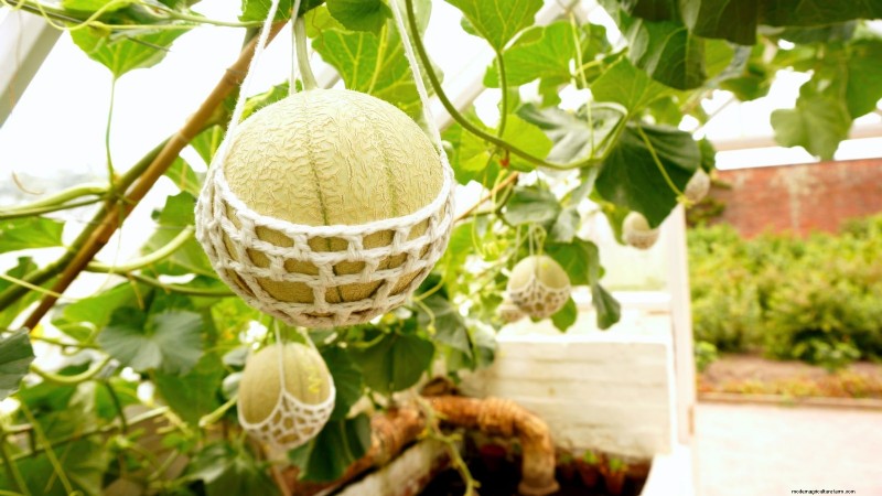 Proven Strategies for Growing Massive, Juicy Melons