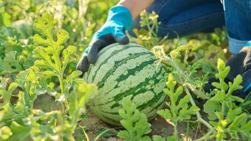 Proven Strategies for Growing Massive, Juicy Melons