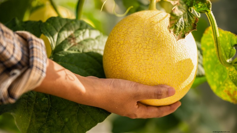 Proven Strategies for Growing Massive, Juicy Melons