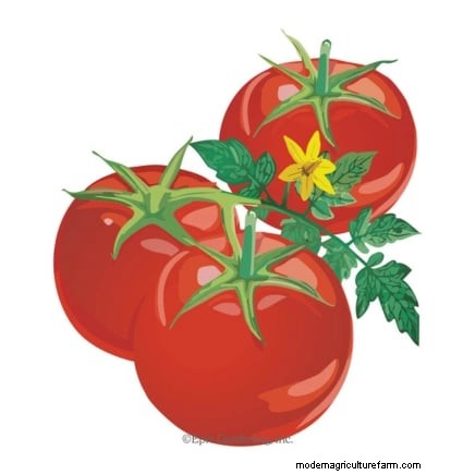 Avoid These 5 Common Tomato Pruning Mistakes for a Bountiful Harvest