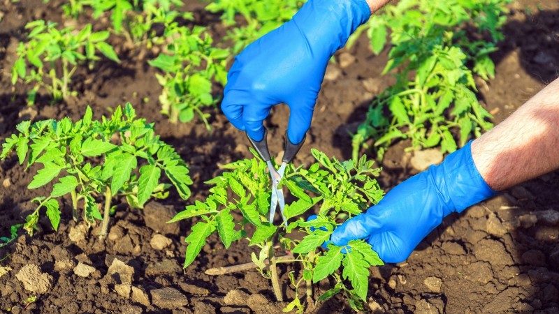 Avoid These 5 Common Tomato Pruning Mistakes for a Bountiful Harvest