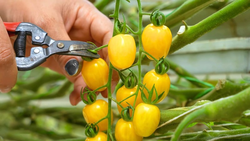 Avoid These 5 Common Tomato Pruning Mistakes for a Bountiful Harvest