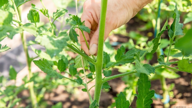 Avoid These 5 Common Tomato Pruning Mistakes for a Bountiful Harvest