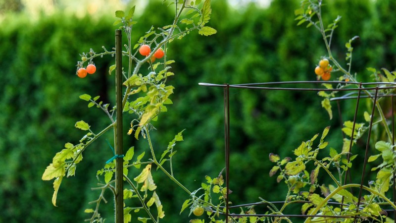 Avoid These 5 Common Tomato Pruning Mistakes for a Bountiful Harvest