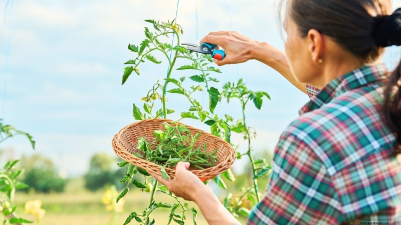 Avoid These 5 Common Tomato Pruning Mistakes for a Bountiful Harvest