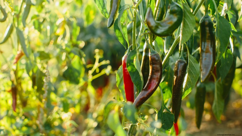 Plant the World’s Hottest Peppers: 9 Scoville‑Record‑Breaking Varieties to Grow This Season