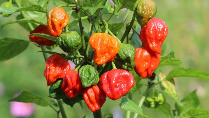 Plant the World’s Hottest Peppers: 9 Scoville‑Record‑Breaking Varieties to Grow This Season