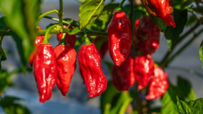 Plant the World’s Hottest Peppers: 9 Scoville‑Record‑Breaking Varieties to Grow This Season