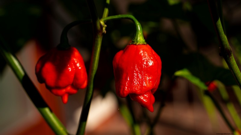 Plant the World’s Hottest Peppers: 9 Scoville‑Record‑Breaking Varieties to Grow This Season